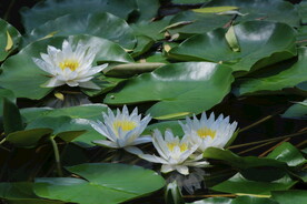 睡莲花 