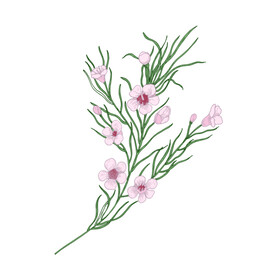 手绘花朵