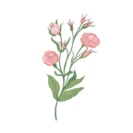 手绘花朵