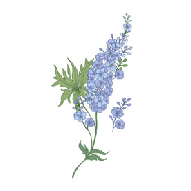 手绘花卉