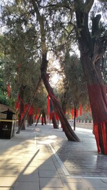 挂着红飘带的树