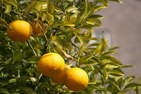 柑橘