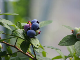 蓝莓