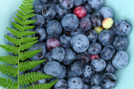 蓝莓