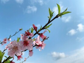 粉色桃花