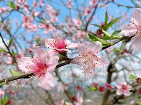 春天桃花