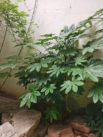 八角金盘