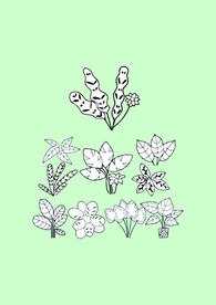 简笔画叶子