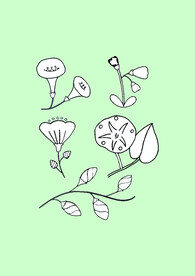 简笔画植物