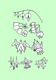 简笔画花卉