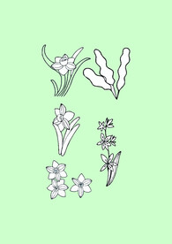 简笔画花卉