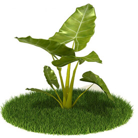 C4D模型 植物