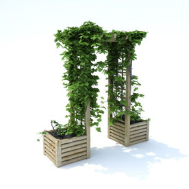 C4D模型 植物  