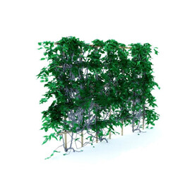 C4D模型 植物
