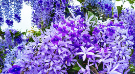 紫藤花盛开