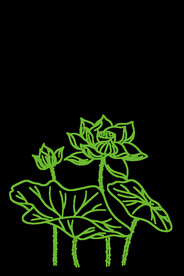 荷花简笔画