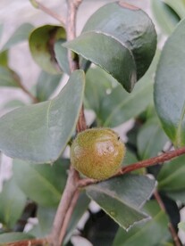 茶花 茶 花儿 花 绿 绿叶