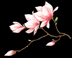 玉兰花