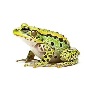 青蛙 