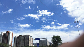 冬青  夏天  绿化  草坪 