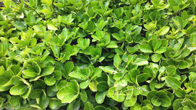 冬青  夏天  绿化  草坪 