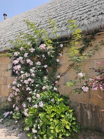 农村 乡下旅游 鲜花 