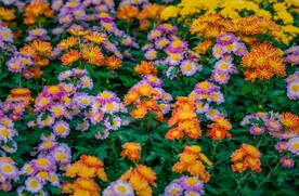 菊花