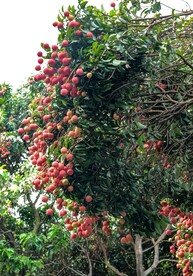 荔枝树