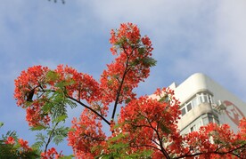 凤凰花开