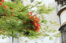 凤凰花