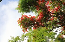 凤凰花