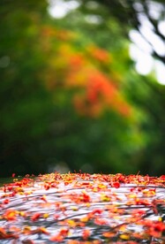 凤凰花