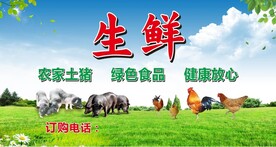 农家土猪