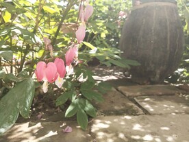 蜜蜂采蜜院子里的花