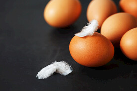鸡蛋