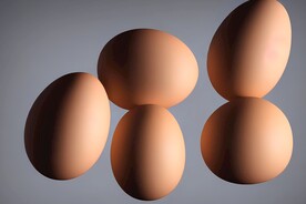 鸡蛋