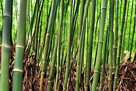 竹林
