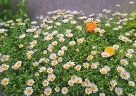 白晶菊