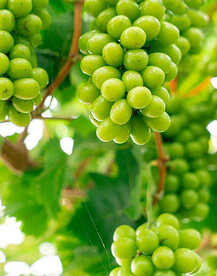 青葡萄