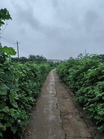 乡间小道