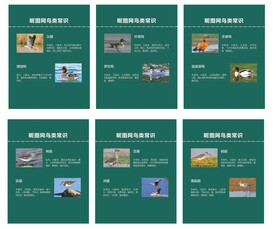 鸟类知识