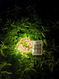 灯