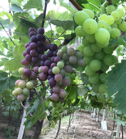 葡萄园