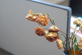 玫瑰花干花办公室台面摆设