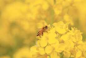 油菜花和蜜蜂