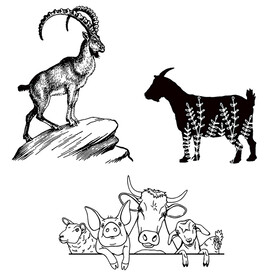 山羊 农场动物
