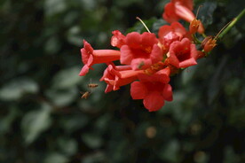 凌霄花