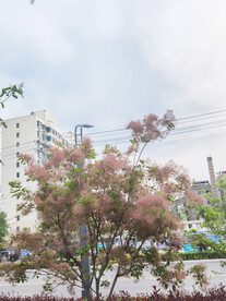 路边树