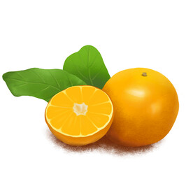 手绘橙子