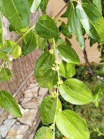 枣树
